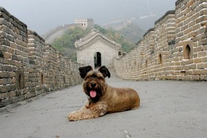 Интересно: Путешествие собаки по пяти континентам 