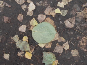 Текстуры: осень и листья