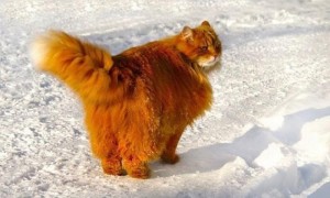 Вот он, настоящий сибирский Кот!